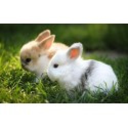 Choosing a Pet Rabbit Thats Right For You